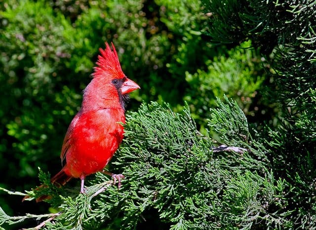 Foto Friday - Male Cardinal on Evergreen