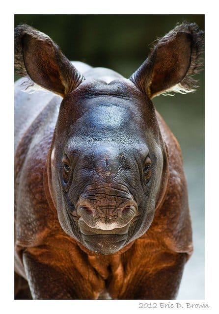 Foto Friday - Baby Rhino