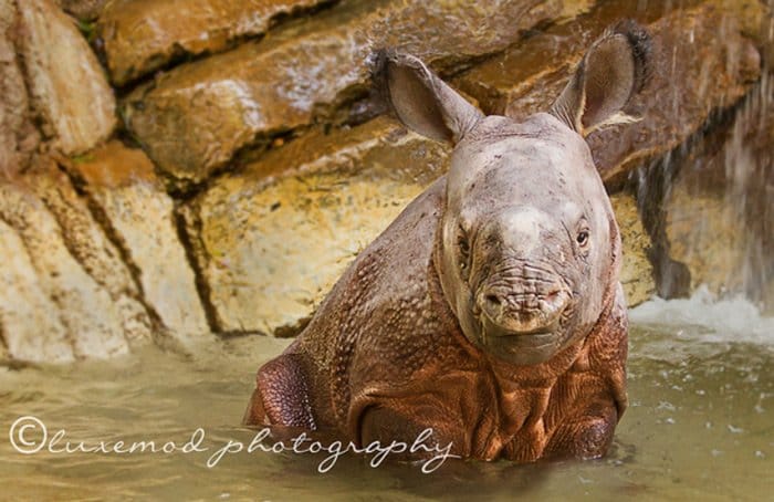 Foto Friday - Asha the Baby Rhino
