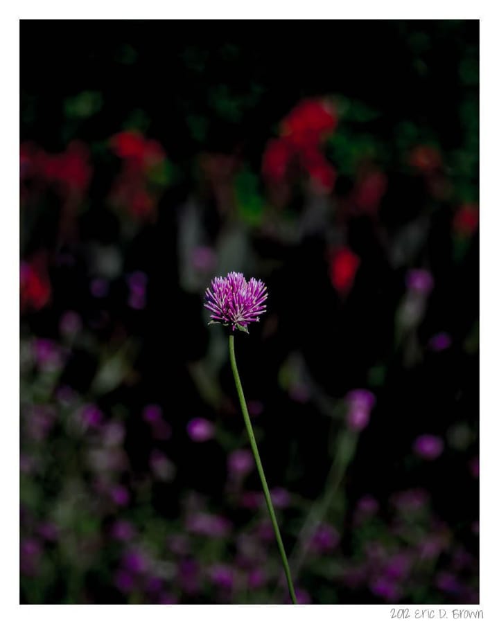 Foto Friday - Pink Flower