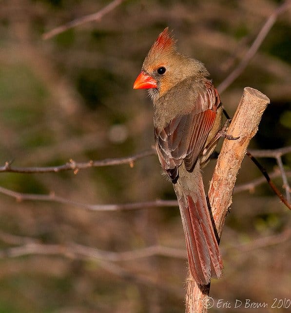 Foto Friday - Female Cardinal