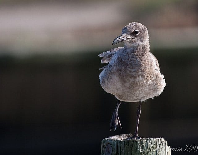 Foto Friday - Gull on the Boardwalk