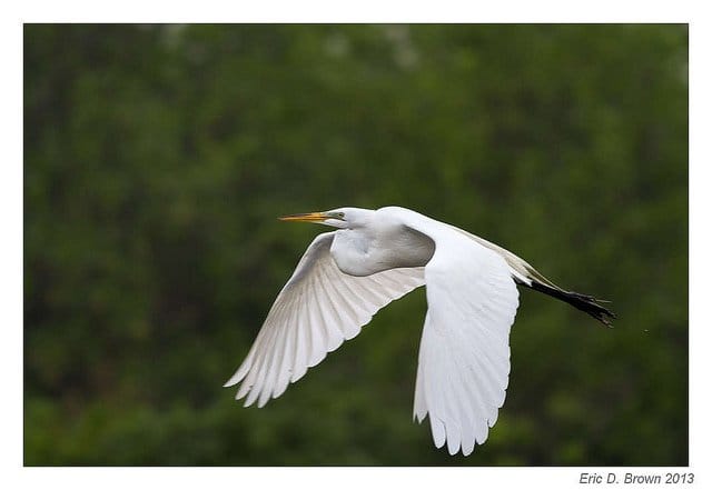 Foto Friday - Great Egret in Flight