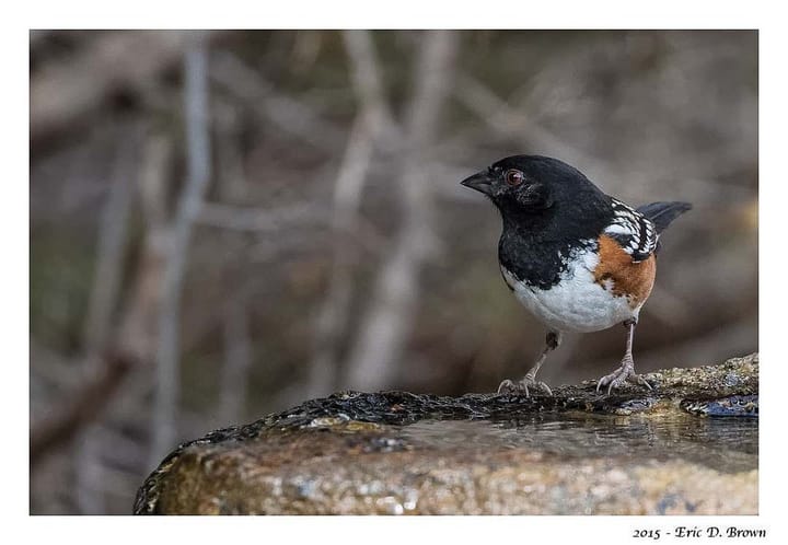 Towhee at the Water Fountain
