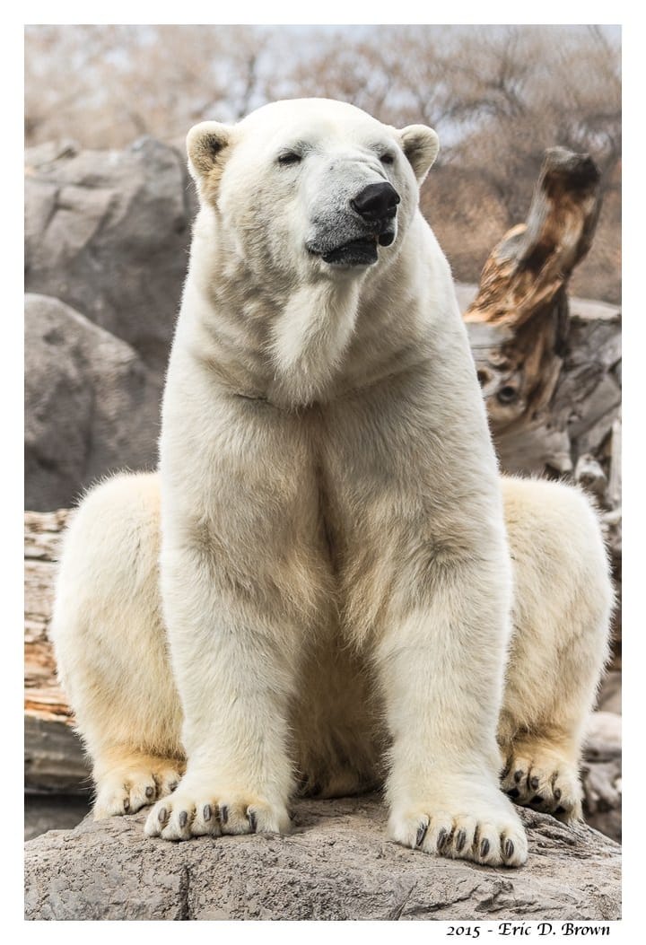 Polar Bear posing