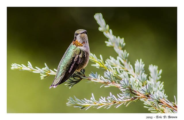 Hummingbird on Tree