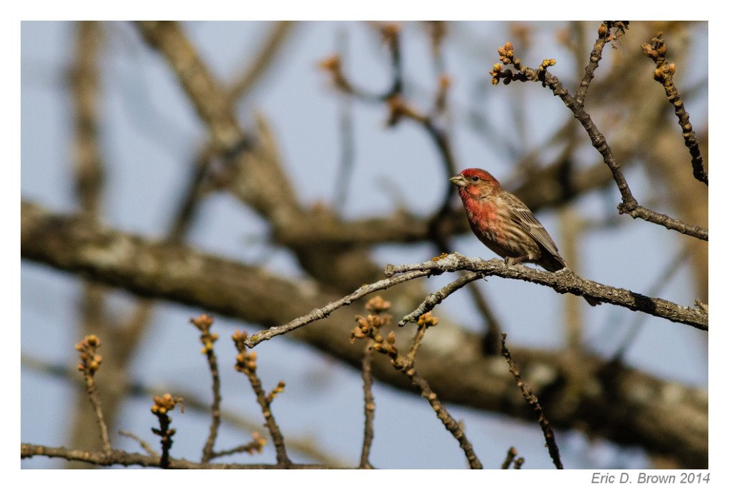 Red-Headed House Finch